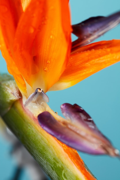 Ave-do-paraíso ou strelitzia ou flor guindaste de perto