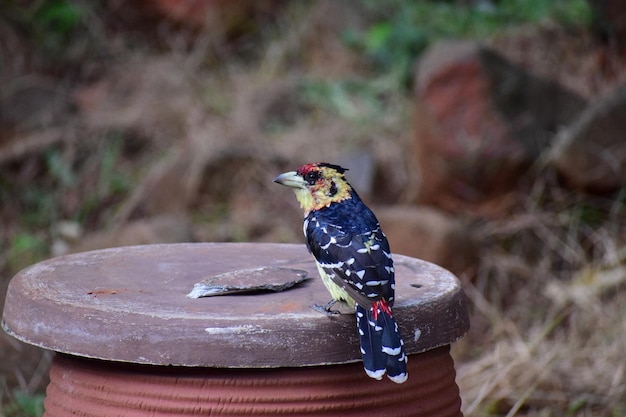 un ave está sentada en un objeto de metal rojo con un pájaro azul y amarillo en él