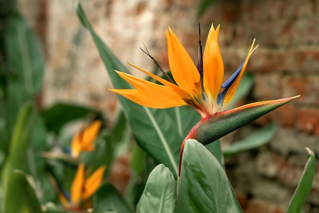 Ave exótica del paraíso flor Strelitzia reginae