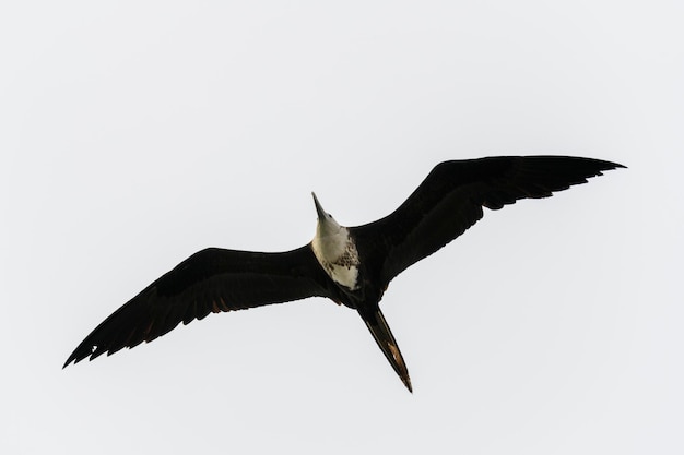 Ave fragata volando en el cielo azul Gran ave marina