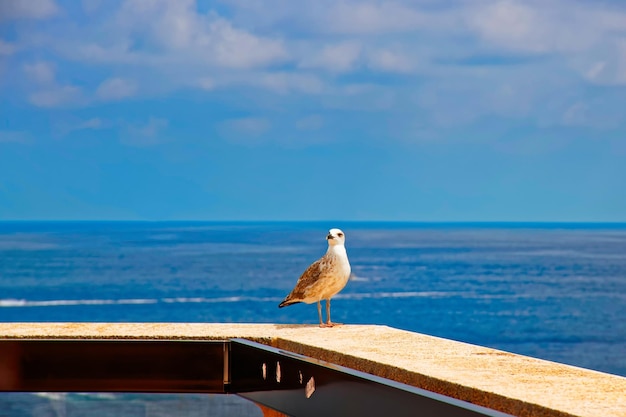 Ave gaviota en el puerto de Hércules en Mónaco, en la Riviera francesa.