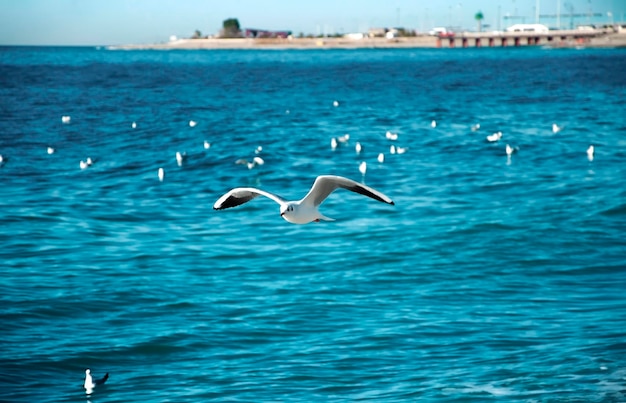 Ave gaviota sobre el mar