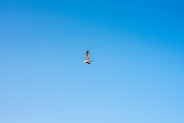 Ave gaviota en vuelo contra un cielo azul con nubes