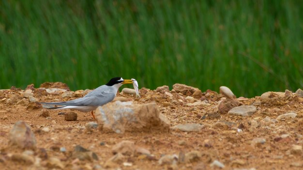 Foto ave de little tern alimentador a pequeño pájaro