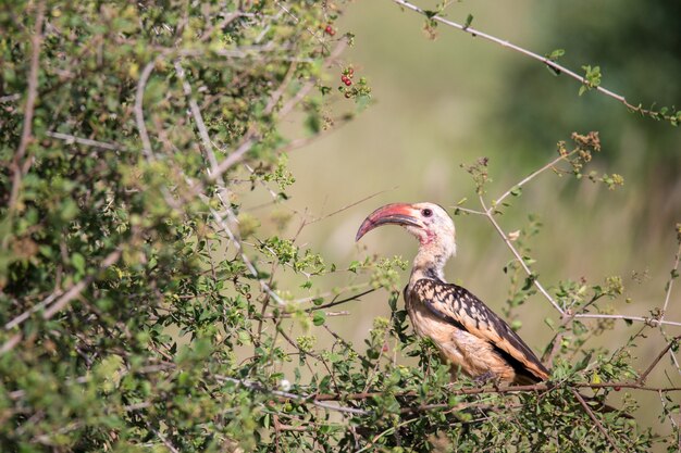 Ave local de Kenia en un arbusto verde