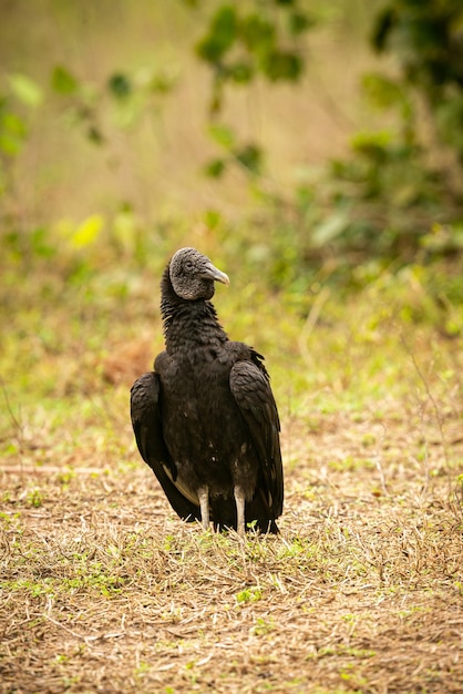 Foto ave majestosa e colorida no habitat natural aves do norte do pantanal selvagem brasil vida selvagem brasileira cheia de selva verde natureza sul-americana e deserto