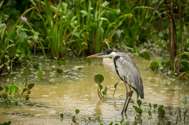 Ave majestosa e colorida no habitat natural Aves do norte do Pantanal selvagem brasil vida selvagem brasileira cheia de selva verde natureza sul-americana e deserto