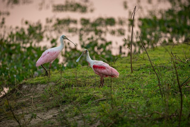 Ave majestosa e colorida no habitat natural aves do norte do pantanal selvagem brasil vida selvagem brasileira cheia de selva verde natureza sul-americana e deserto