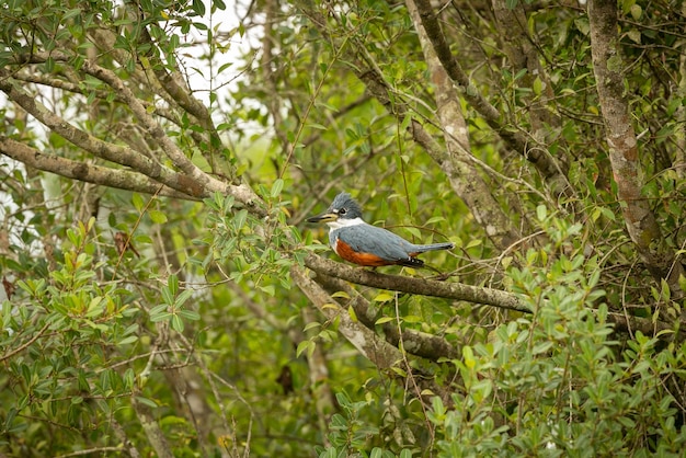 Foto ave majestuosa y colorida en el hábitat natural aves del norte de pantanal brasil salvaje fauna brasileña llena de selva verde naturaleza y desierto de américa del sur