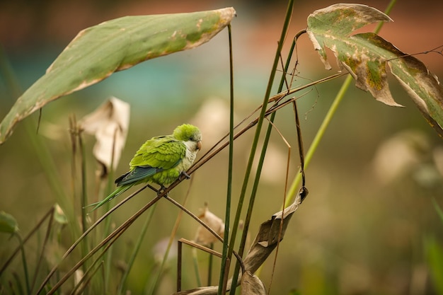 Foto ave majestuosa y colorida en el hábitat natural aves del norte de pantanal brasil salvaje fauna brasileña llena de selva verde naturaleza y desierto de américa del sur