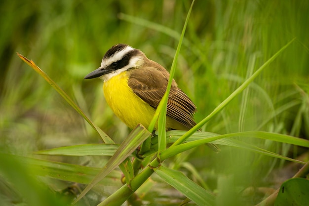 Foto ave majestuosa y colorida en el hábitat natural aves del norte de pantanal brasil salvaje fauna brasileña llena de selva verde naturaleza y desierto de américa del sur