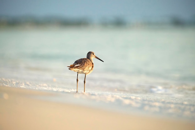 Ave marinha selvagem LargeBilled Dowitcher à procura de comida à beira-mar no verão