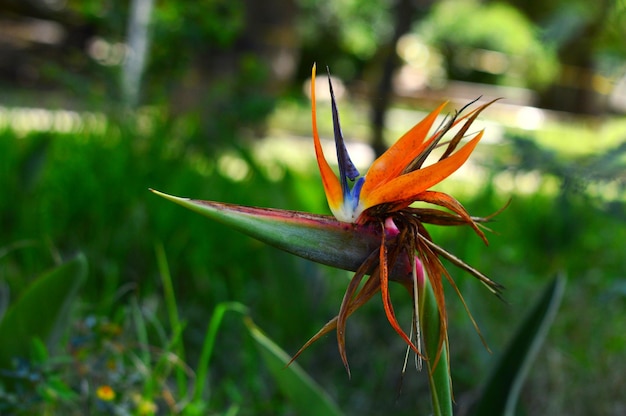 ave del paraíso flor naturaleza