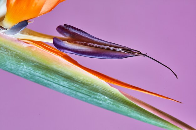 Ave del paraíso o strelitzia o flor de grulla de cerca