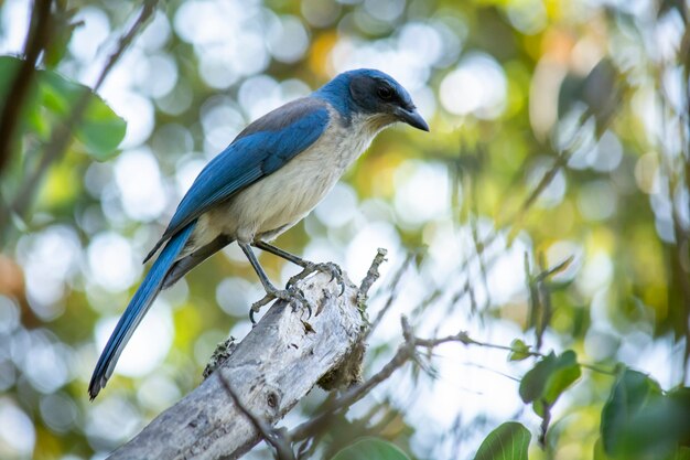 Ave con plumaje azul de la especie Aphelocoma califrnica posando en un árbol en el medio