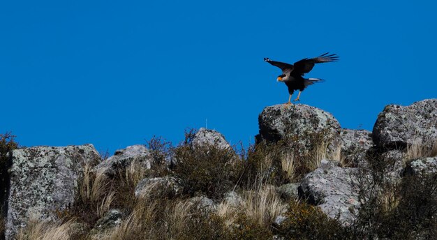 Foto un ave de presa se sienta en una roca en las montañas.