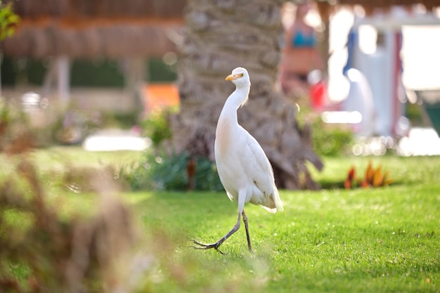 Ave selvagem de garça branca, também conhecida como Bubulcus ibis, andando no gramado verde no pátio do hotel no verão.