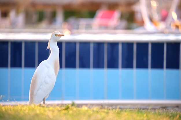 Ave selvagem de garça branca também conhecida como Bubulcus ibis andando no gramado verde no verão