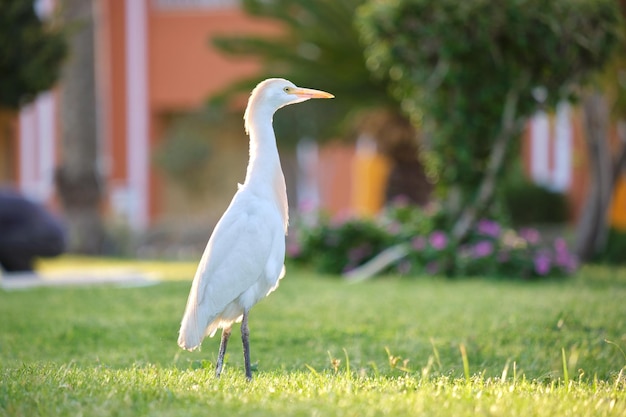 Ave selvagem de garça branca também conhecida como bubulcus ibis andando no gramado verde no verão