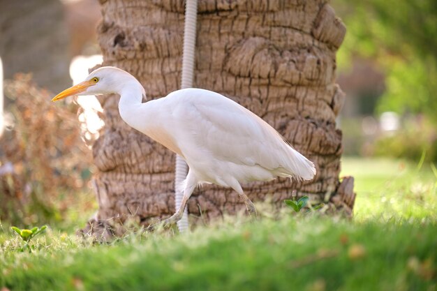 Ave selvagem de garça branca também conhecida como Bubulcus ibis andando no gramado verde no verão