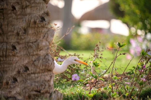 Ave selvagem de garça branca também conhecida como Bubulcus ibis andando no gramado verde no verão