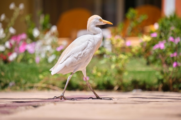Ave selvagem de garça branca também conhecida como Bubulcus ibis andando no gramado verde no verão
