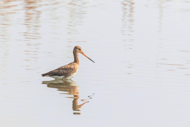 Ave zancuda de cola negra (Limosa limosa)