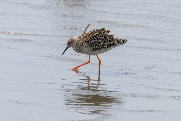 Ave zancuda Ruff (Philomachus pugnax) Ruff en agua