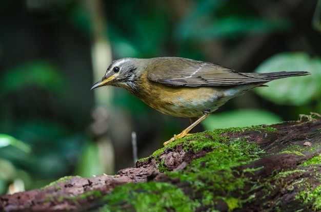 Ave de Zorzal en forma de ceja (Turdus oscurece)