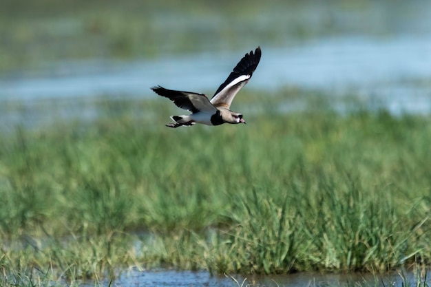 Avefría austral Vanellus chilensis en vuelo Provincia de La Pampa Patagonia Argentina