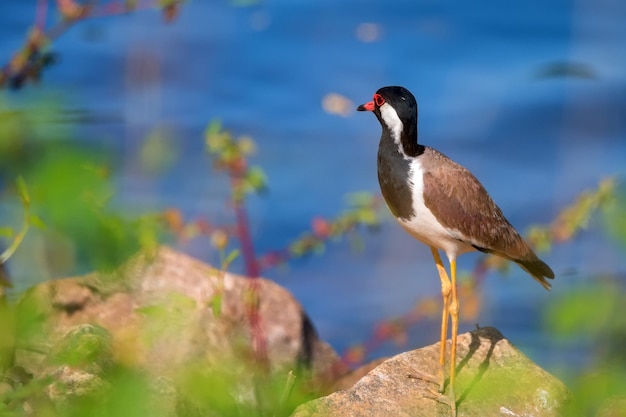 Avefría Redwattled o vanellus indicus cerca del agua