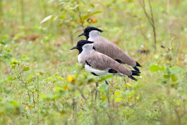 Avefría del río Vanellus duvaucelii Hermosas aves de Tailandia