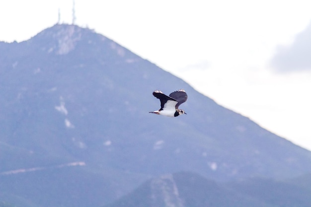 Avefría septentrional europea o chorlitejo verde Vanellus vanellus en vuelo