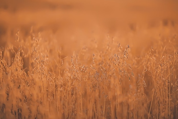 aveia no campo fundo amarelo