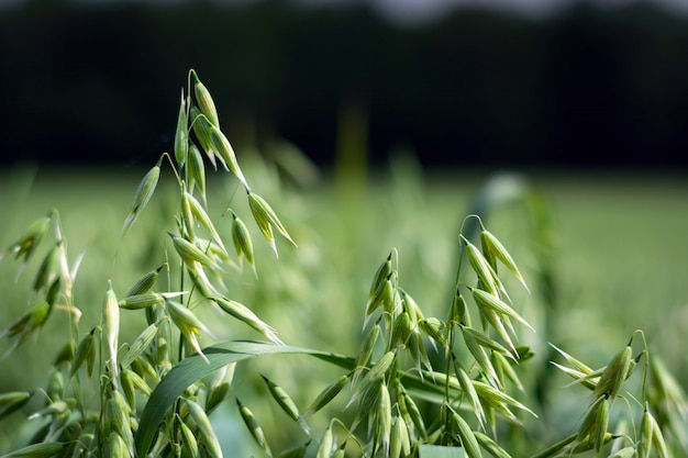 Aveia verde em um campo em um dia ensolarado de verão