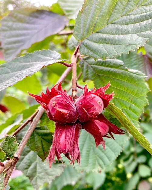 Avellana Avellana de hojas rojas, foto en hábitat natural. foto de alta calidad