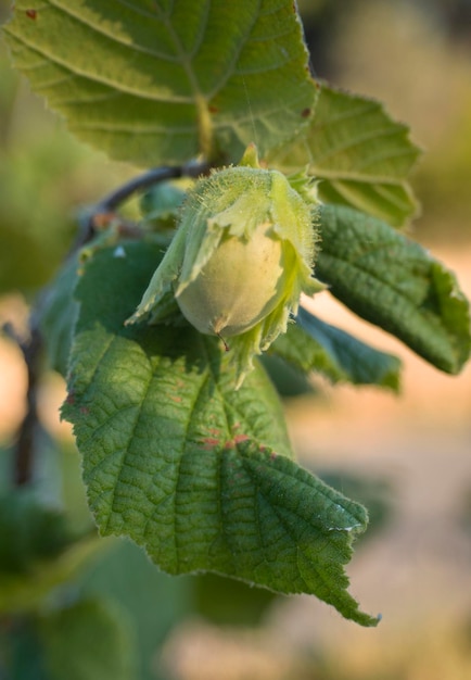 Avellana Corylus en las ramas de un árbol