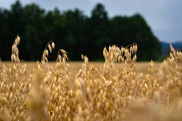 Avena madura en el campo contra el cielo