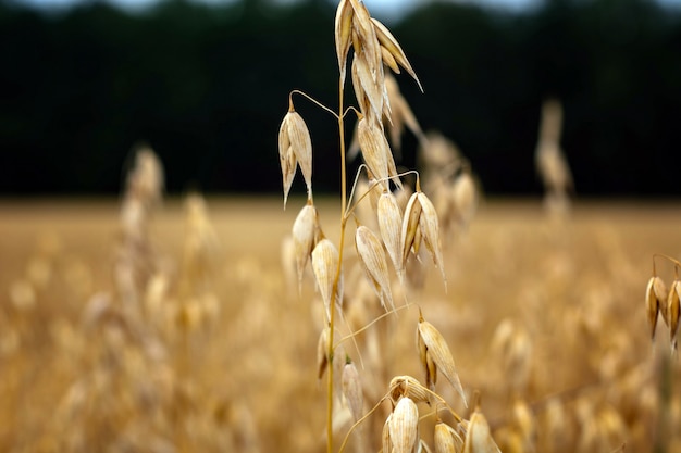 Avena madura en el campo contra el cielo