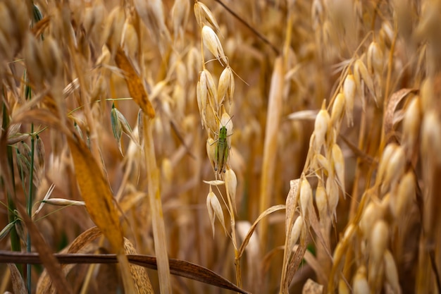 Avena madura en el campo contra el cielo