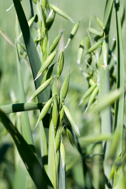 Avena de plantas verdes con follaje verde y orejas en la luz del sol, primer plano en un campo agrícola