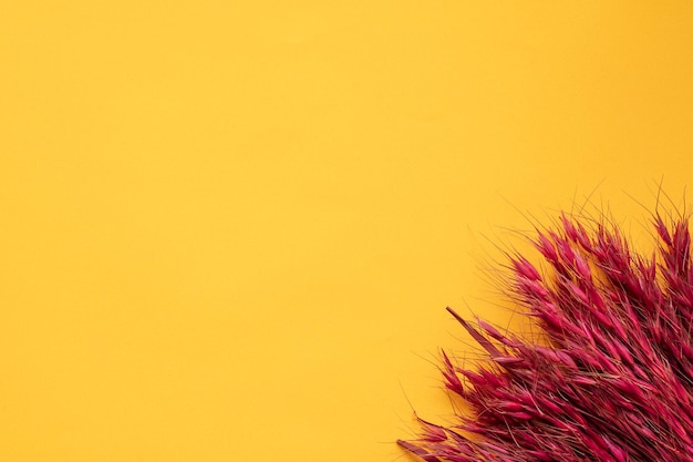 Foto avena salvaje magenta sobre fondo amarillo