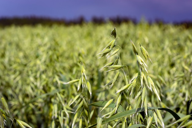 Avena verde en un campo en un día soleado de verano