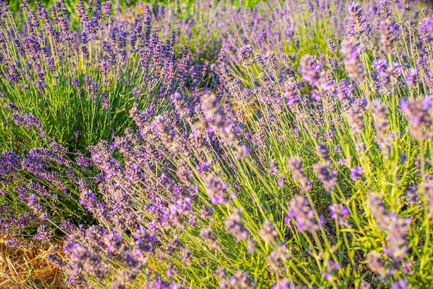 Avender arbustos en el campo al amanecer maravilloso fondo flores de color púrpura