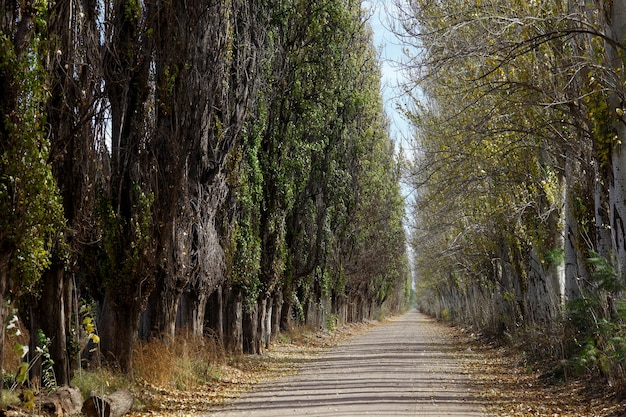 Avenida de los álamos