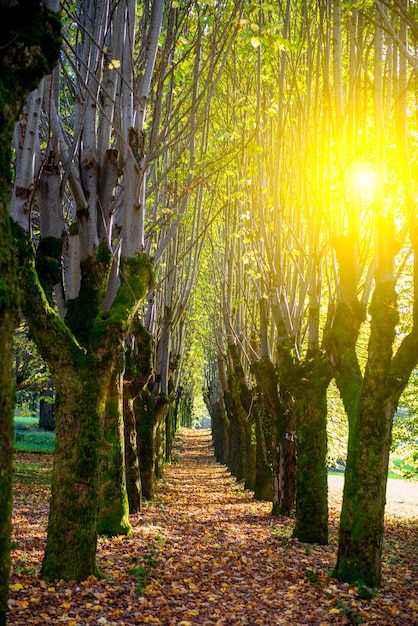 Avenida alinhada com folhas coloridas