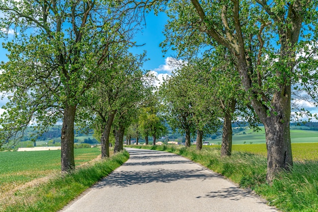 Avenida de árboles a lo largo de la carretera de asfalto