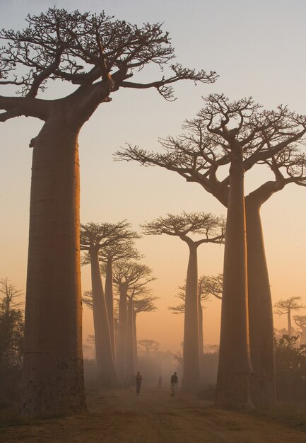 Avenida de los baobabs al amanecer en la niebla en Madagascar