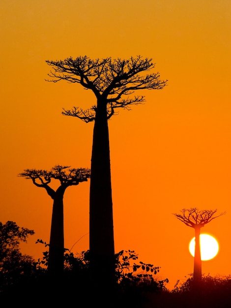 Avenida de los baobabs al atardecer en Madagascar