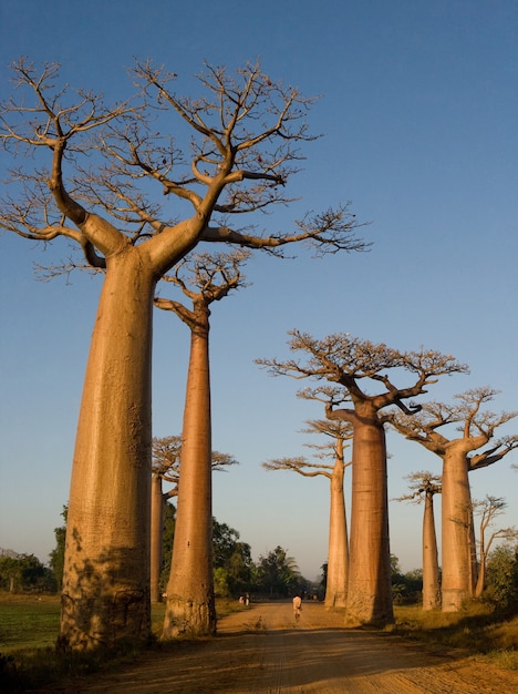 Foto avenida de los baobabs en madagascar